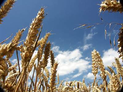 In difficioltà il mercato dei cereali:<br /> le contromisure di Confagricoltura